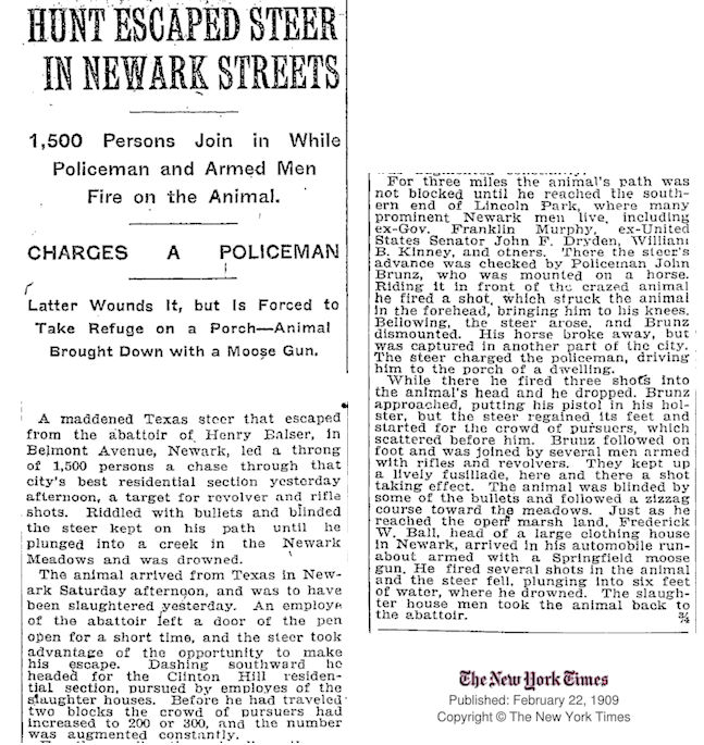 Hunt Escaped Steer in Newark Streets
February 22, 1909
The New York Times
