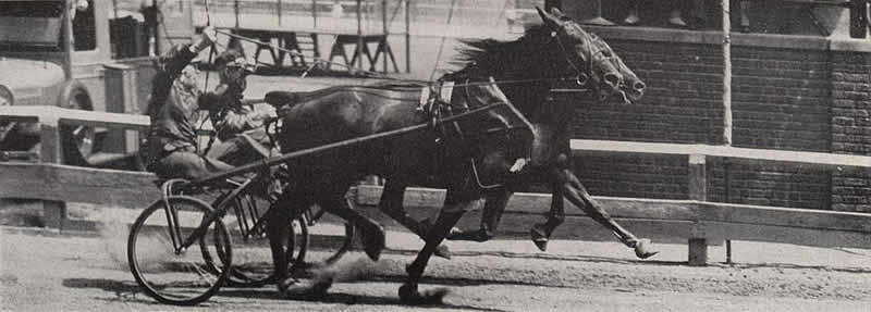ShirleyTemple (Carpenter), StraightShot (Caton)
Image from the Dec 16, 1942 Harness Horse magazine (defunct).
"Road Horse Association of NJ" (aka Gentleman's Driving Club).

Courtesy of Don Daniels 
